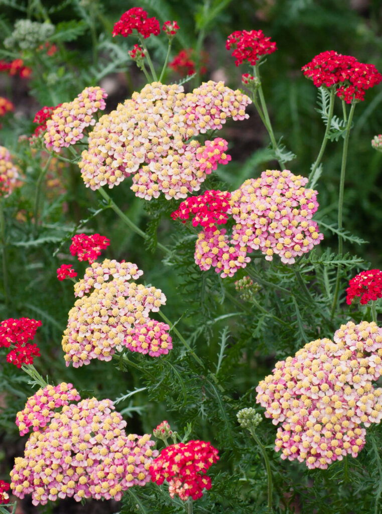 View of Yarrow (Achillea)