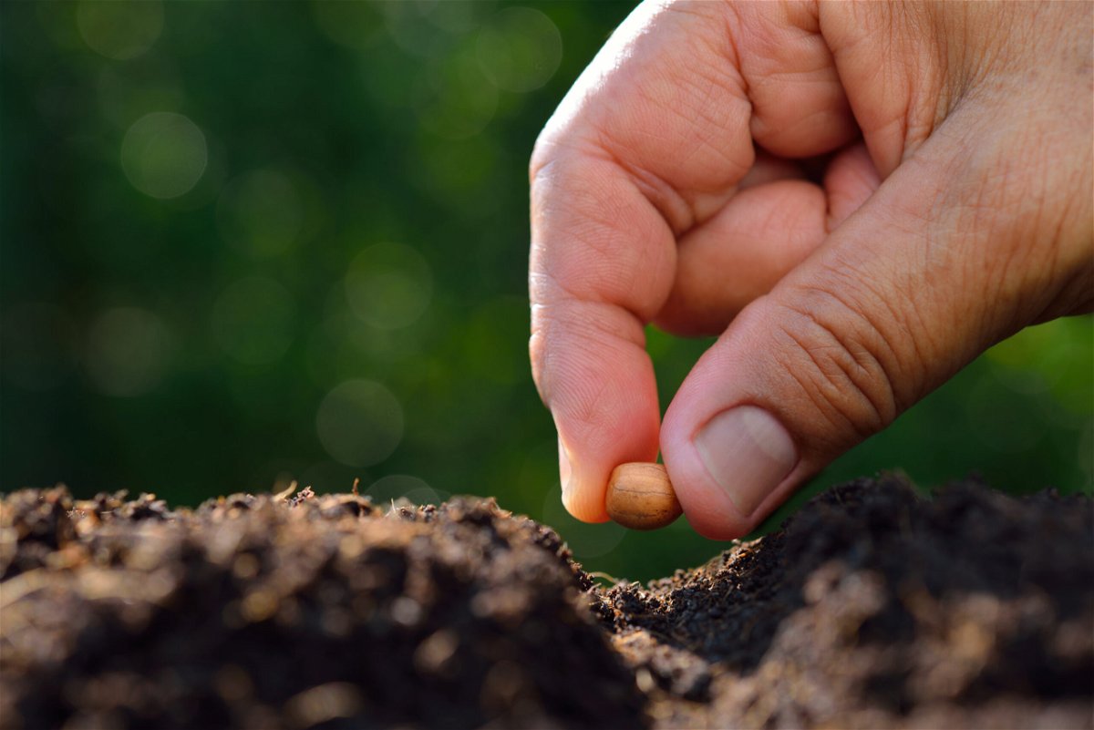 Close-up farmer's hand planting a seed in soil