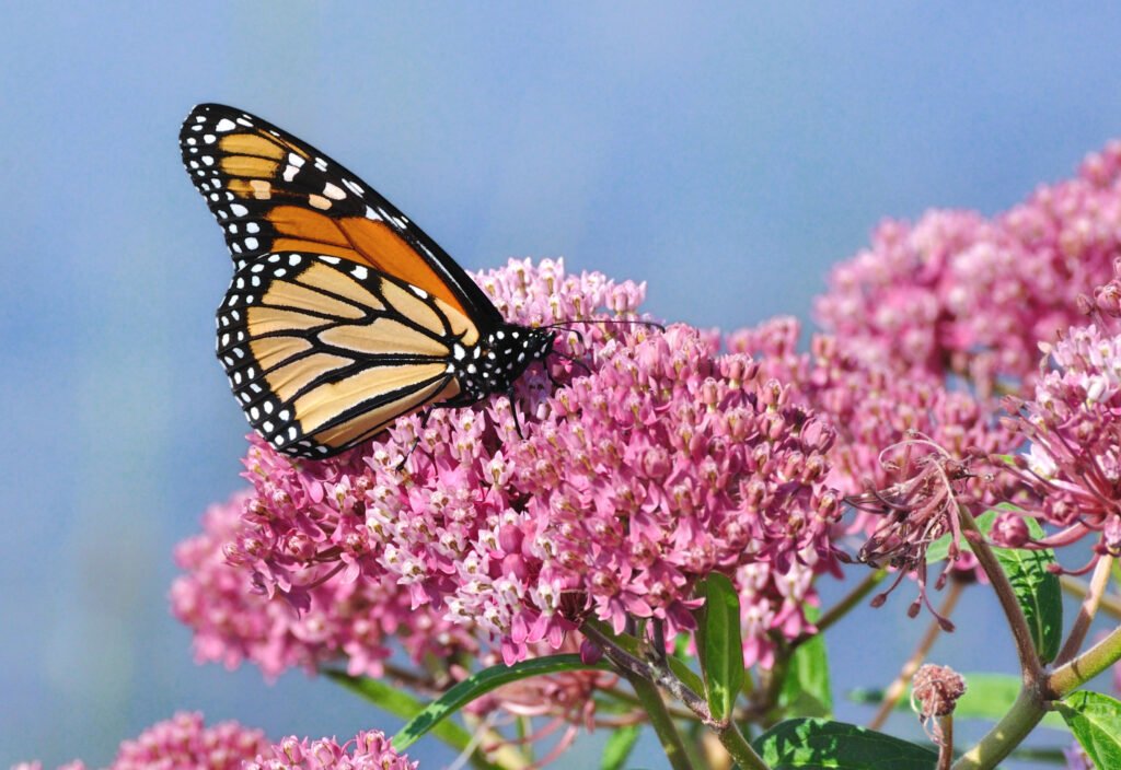 Monarch Butterfly (Danaus plexippus) on Swamp Milkweed Wildflower