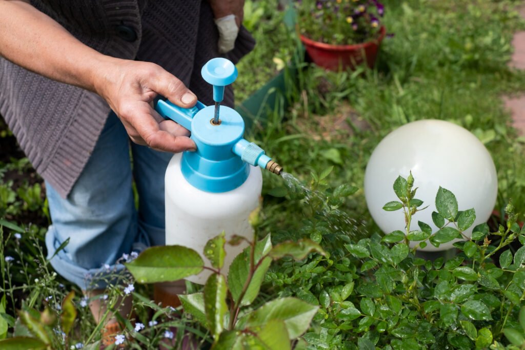 Protecting plant from bugs and insects with pressure sprayer