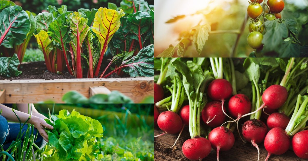 Die 10 einfachsten Gemüsesorten für Anfänger