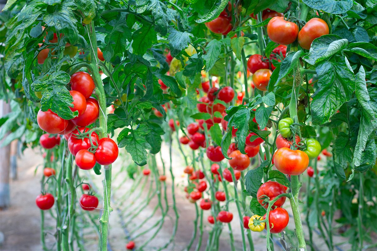 12 unschlagbaren Tipps, die deine Tomaten schneller wachsen lassen