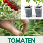 Anleitung zum Tomatenanbau und -pflege.