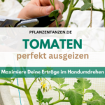 Tomatenpflanze ausgeizen Anleitung.