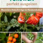 Anleitung zum Tomaten ausgeizen.