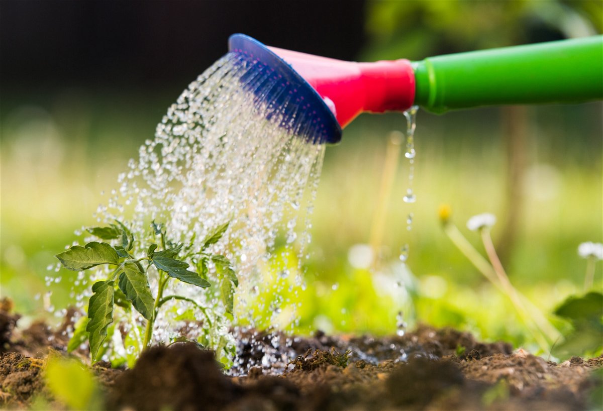 Die 11 häufigsten Fehler, die Gartenanfänger machen und wie du sie vermeidest