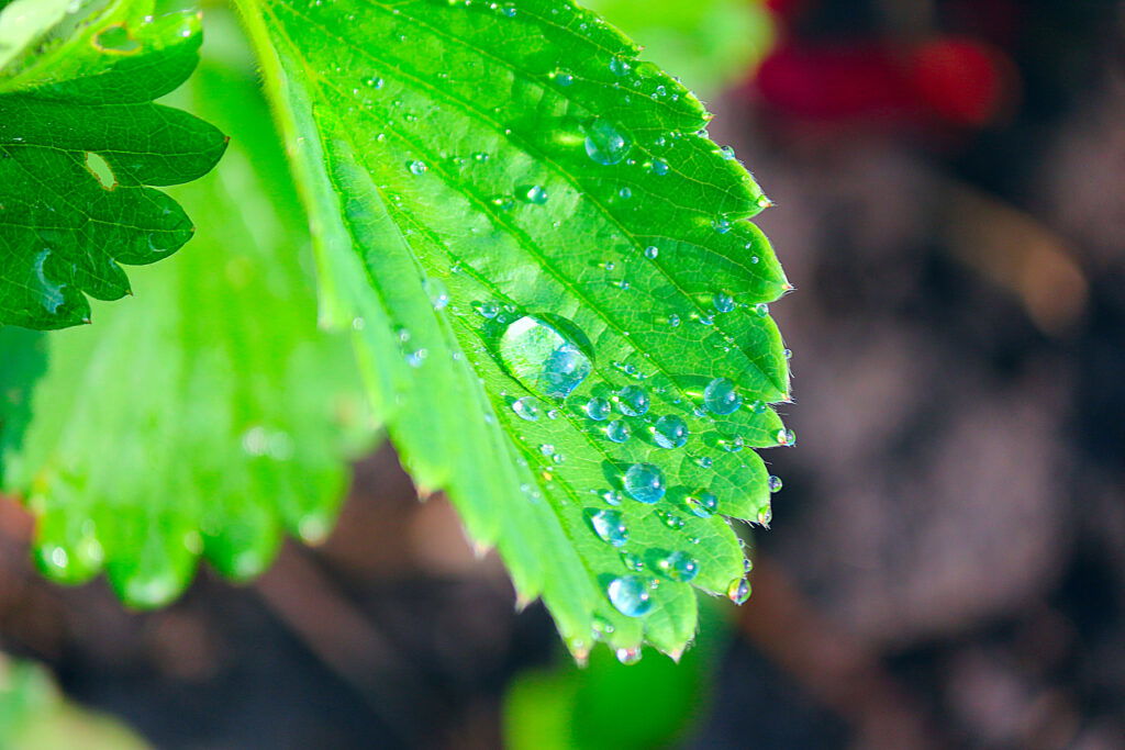Dew.