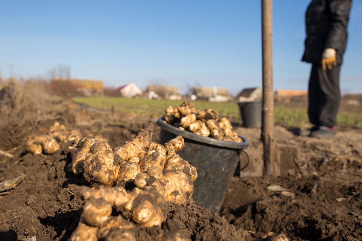 Natural farming. Jerusalem artichokes