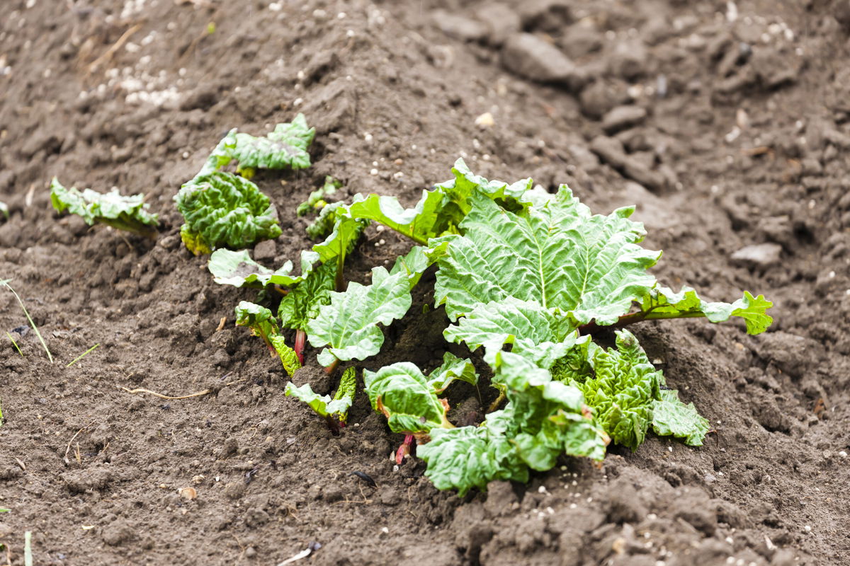 planting bed with seedlings of rhubarb