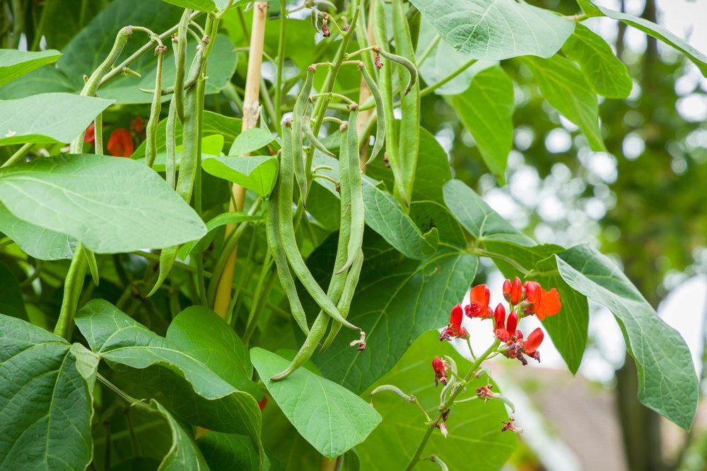 Runner beans Phaseolus Coccineus growing on a plant in a vegetable plot, UK garden