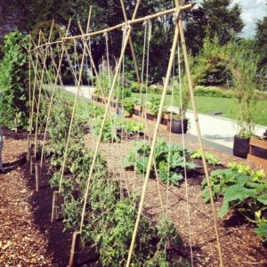 7 Möglichkeiten, wie du deine Tomaten stützen kannst