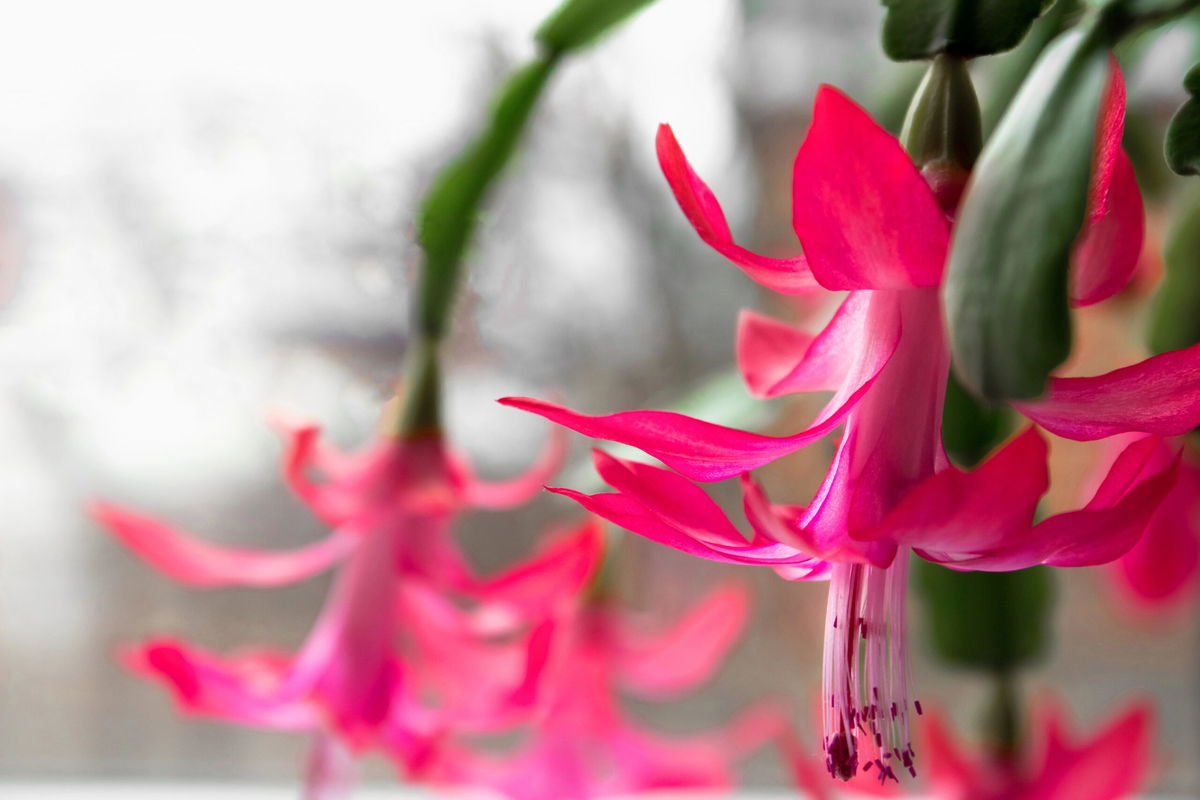 Rosa Weihnachtskaktusblüte vor unscharfem Hintergrund