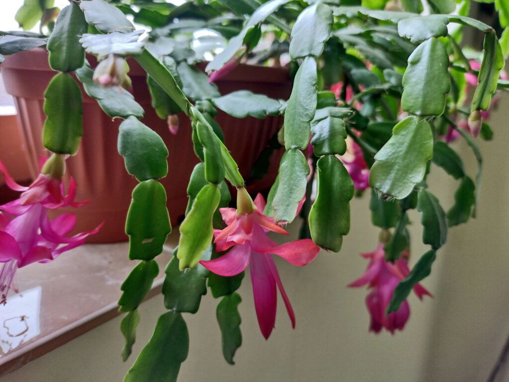 Weihnachtskaktus mit rosa Blüten in einem Blumentopf.