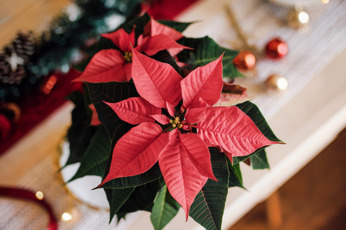 4 wunderschöne Indoor Pflanzen für eine gemütliche Adventszeit
