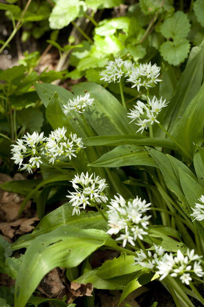 Blühender Bärlauch im grünen Garten