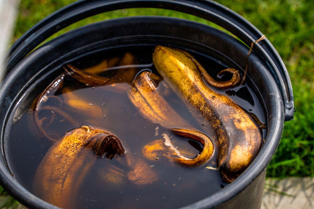 Bananenschalen in Wasser eingeweicht