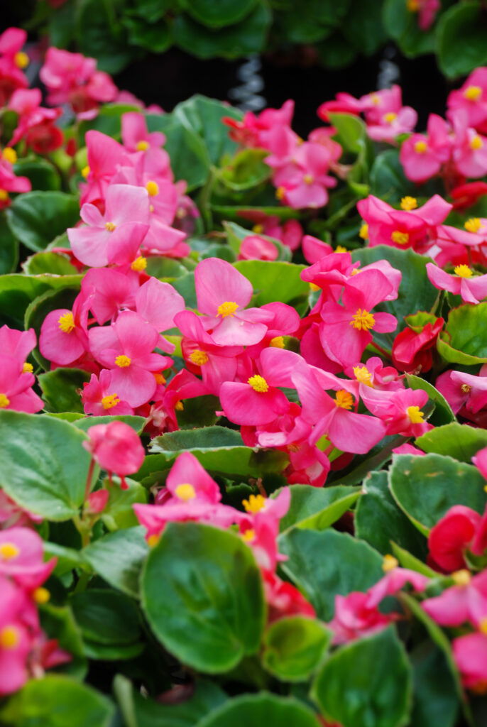 Pinkfarbene Blumen mit grünen Blättern