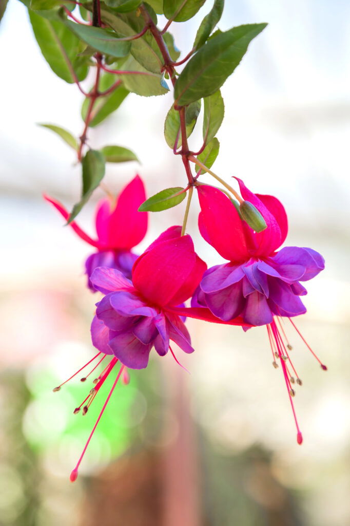 Bunte Fuchsienblüten mit grünen Blättern