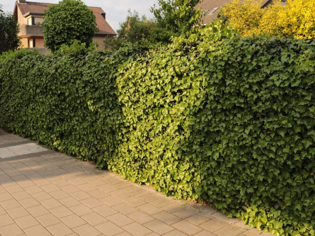 Grüne Hecke vor Haus und Gehweg