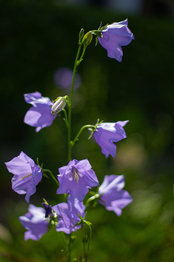 Lila Glockenblumen im Sonnenlicht