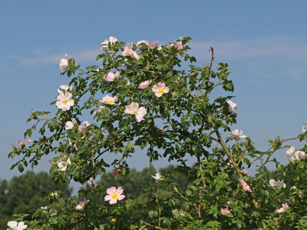 Blühender Wildrosenstrauch vor blauem Himmel
