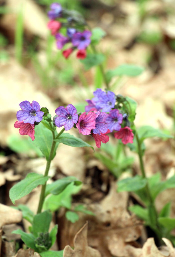 Bunte Blumen blühen im Wald.