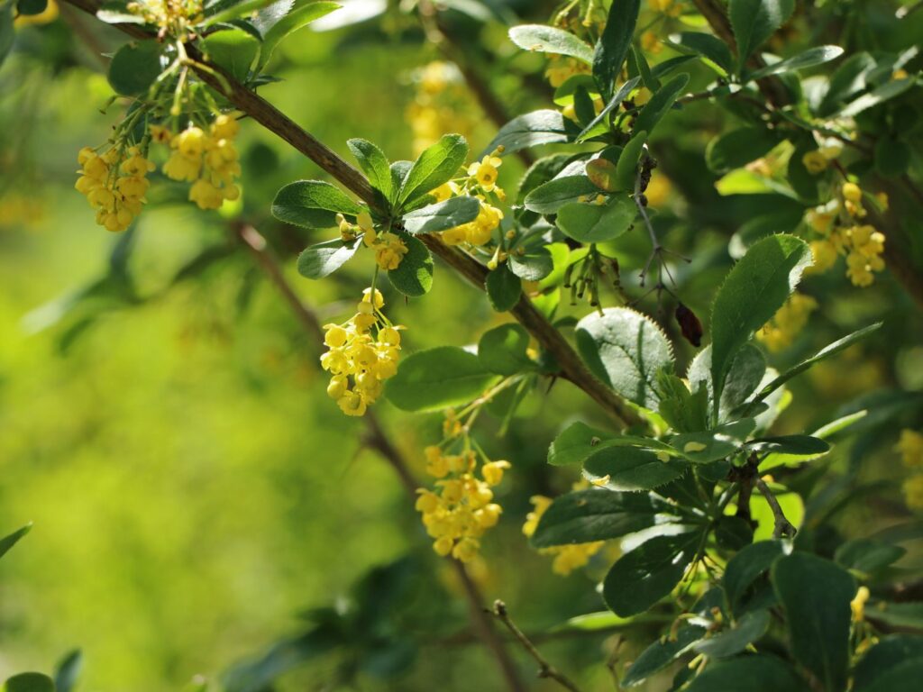 Gelbe Blüten an grünen Zweigen