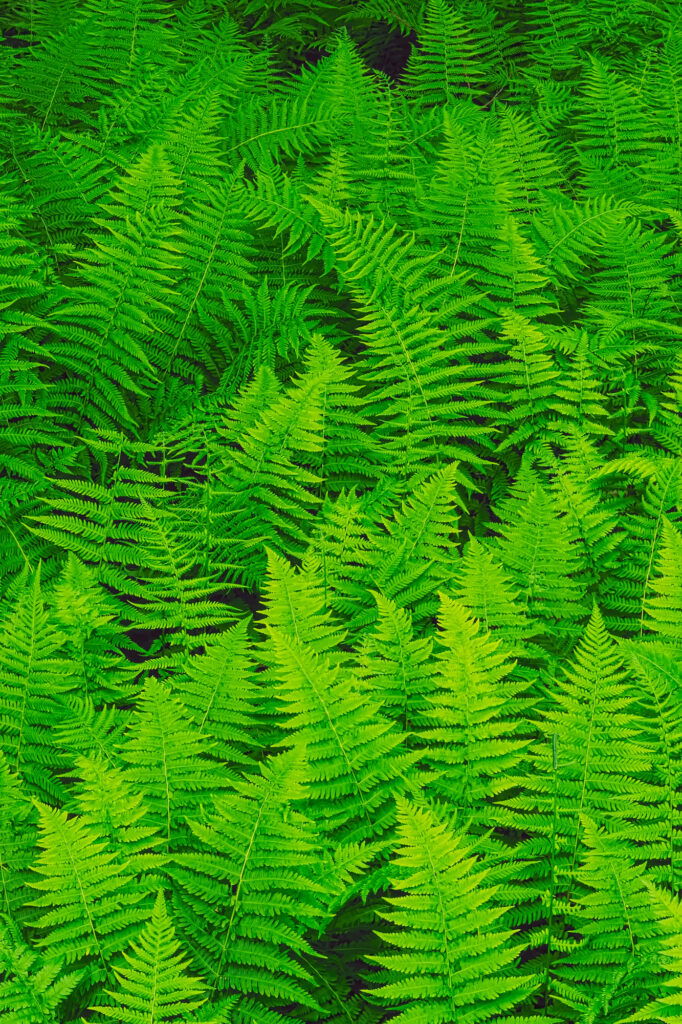 Grüne Farne im Wald, dichtes Blattwerk.