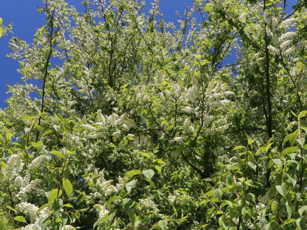 Blühender Baum vor blauem Himmel.