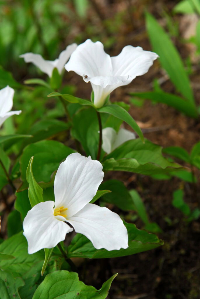 Weiße Blumen im Grünen