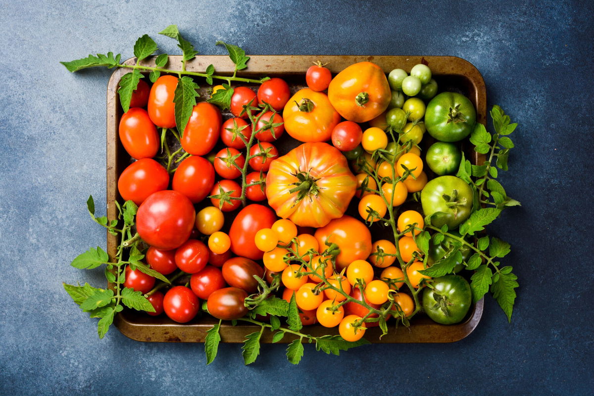 Tomaten auspflanzen ins Freie Wann darf ich 2025 setzen