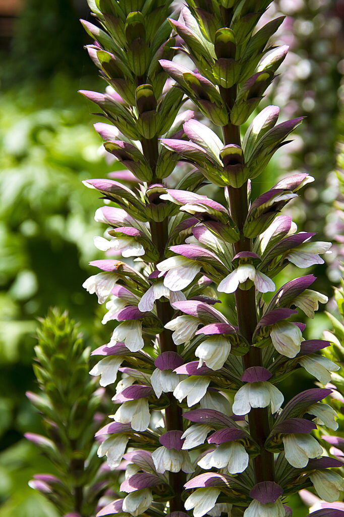 Blühende Acanthus-Pflanze im Garten