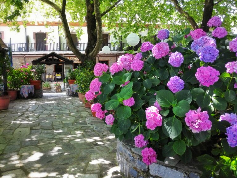 Garten mit blühenden Hortensien in einem Innenhof.
