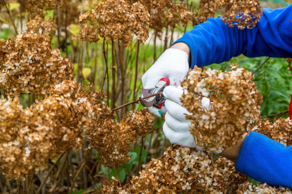 Person schneidet Hortensienblüten im Garten