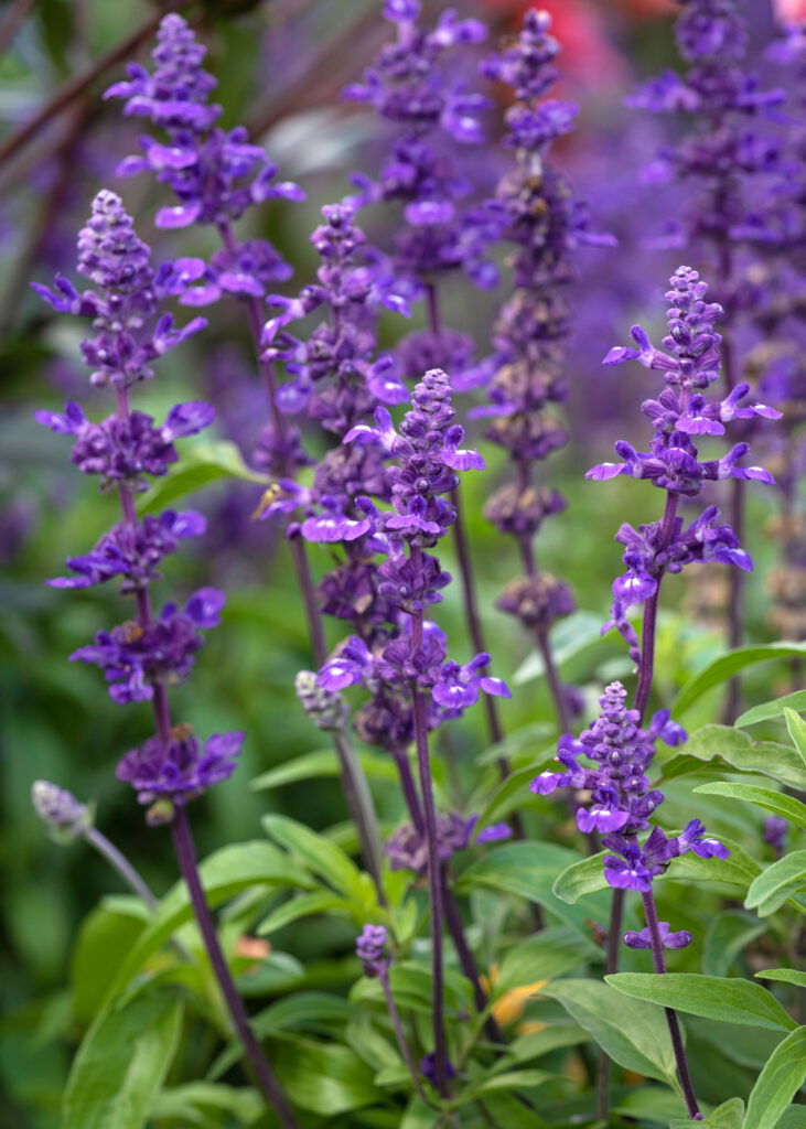 Violette Blüten im grünen Garten