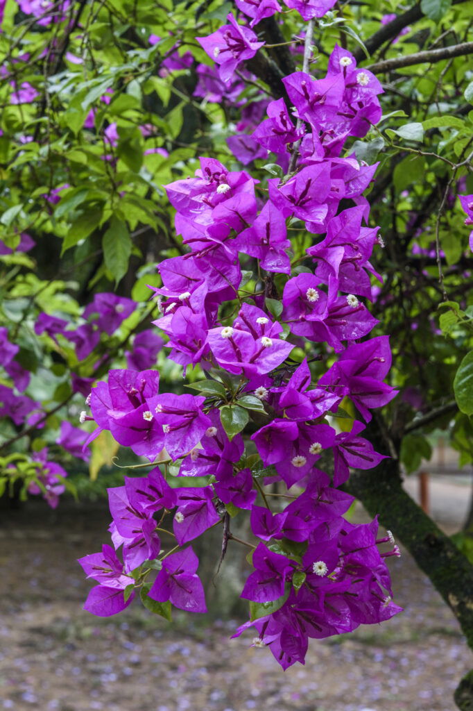 Lila Bougainvillea-Blüten am Baum.