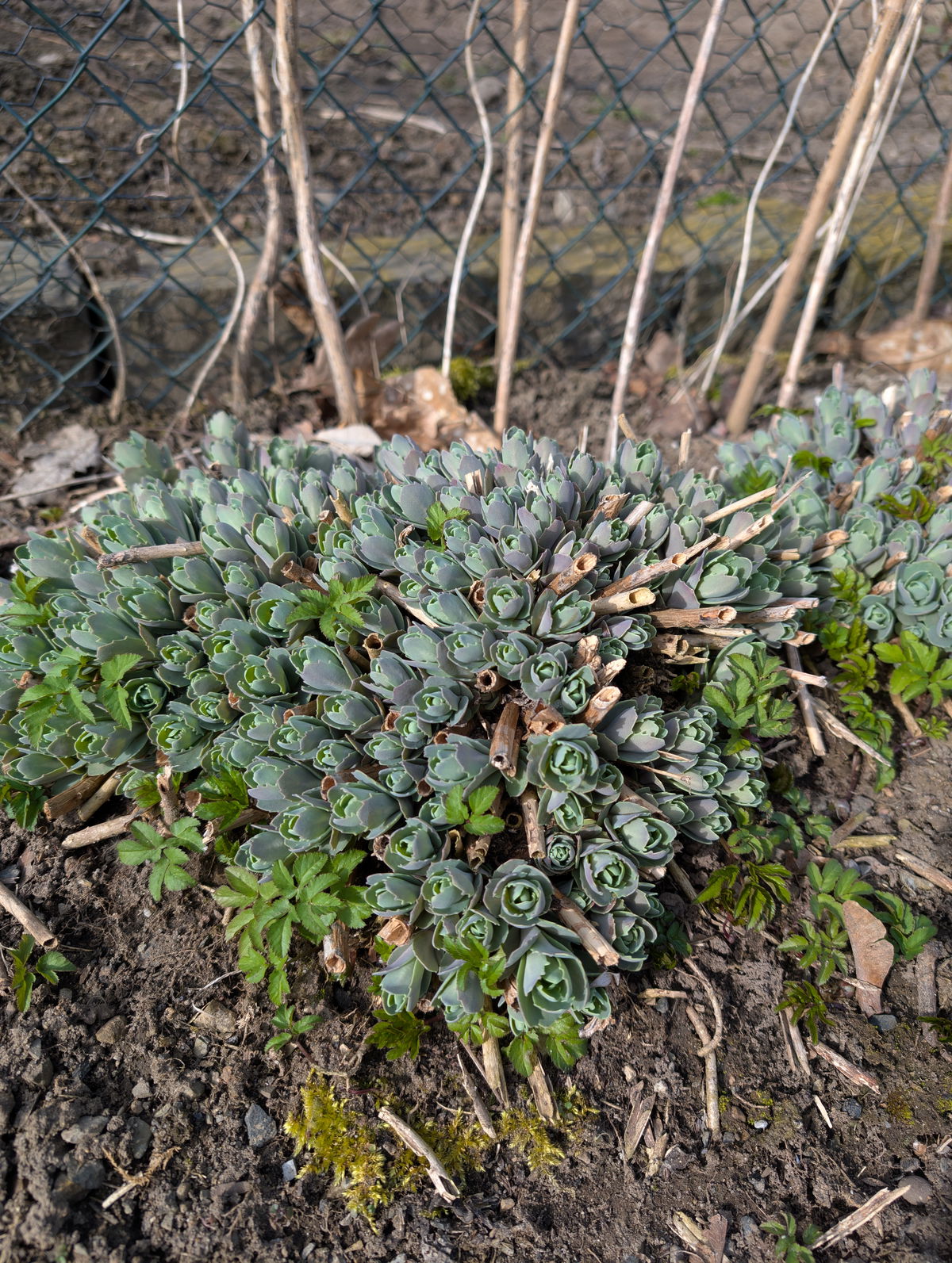 Grünes Sedum im Garten vor einem Zaun.