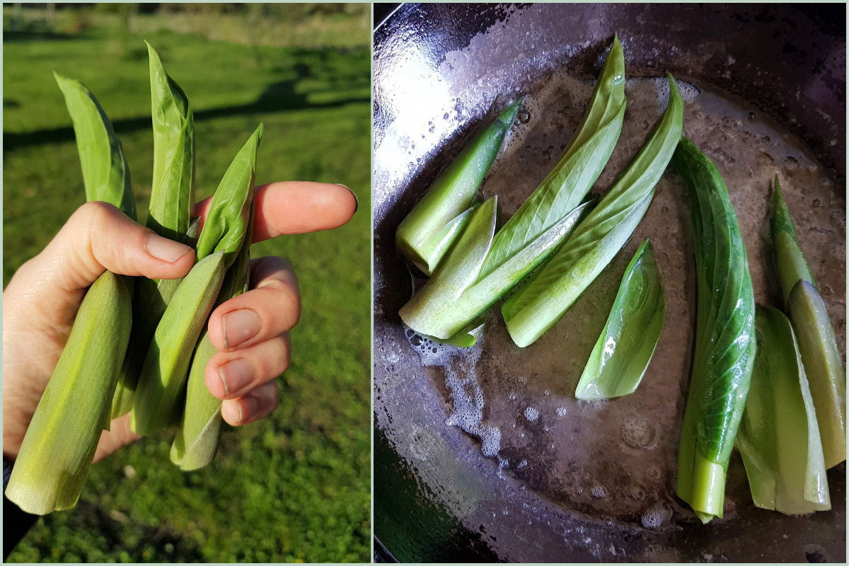 Funkien-Leckerbissen im Frühjahr: So isst Du sie und hast trotzdem eine tolle Staude im Sommer