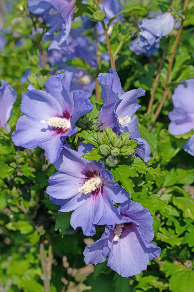 Blaue Hibiskusblüten im Garten