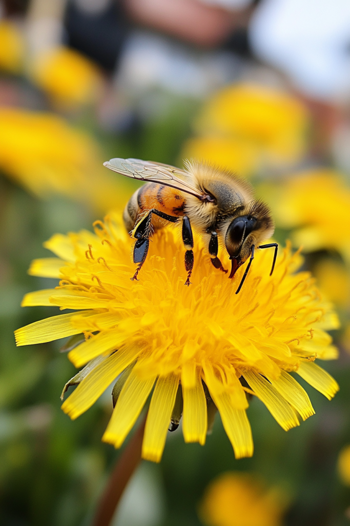 Biene sammelt Nektar auf gelber Blume.