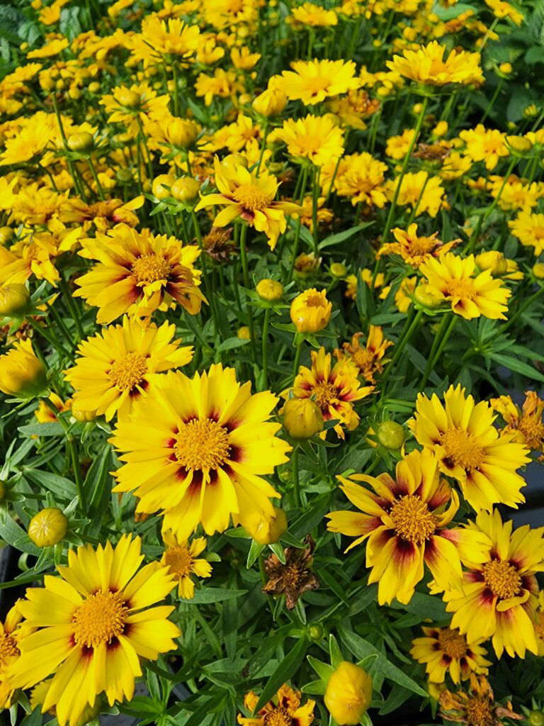Gelbe Blumen im Sonnenschein blühen dicht an dicht