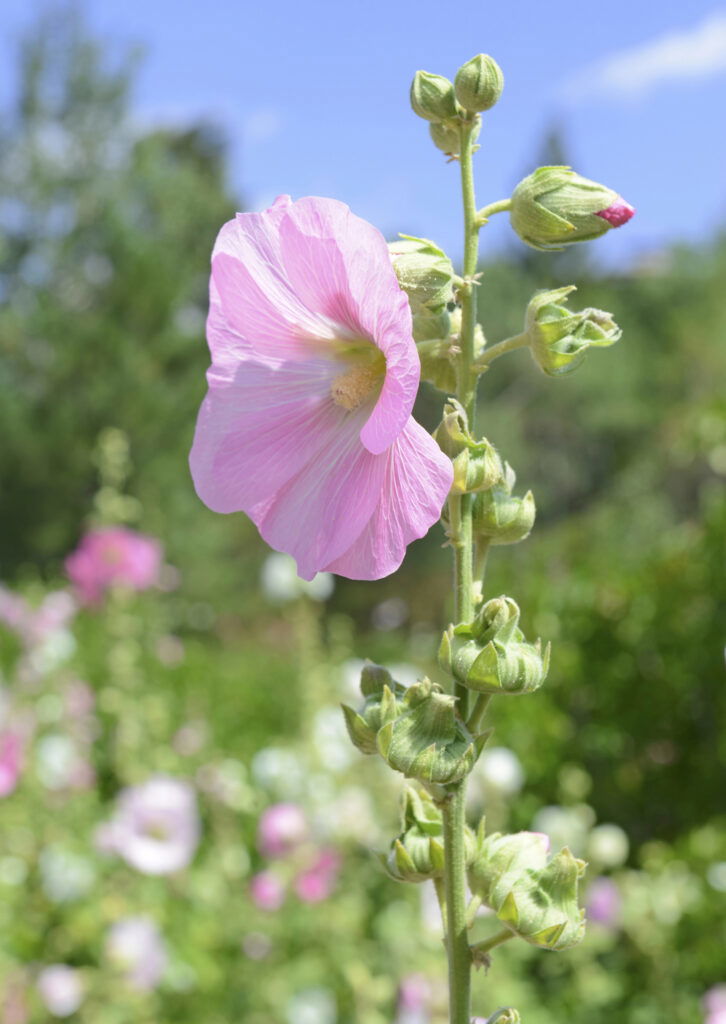 Rosa Blume in sonnigem Garten