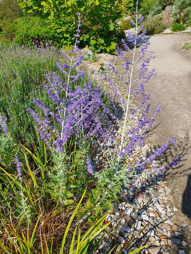 Lavendelblüten im Garten