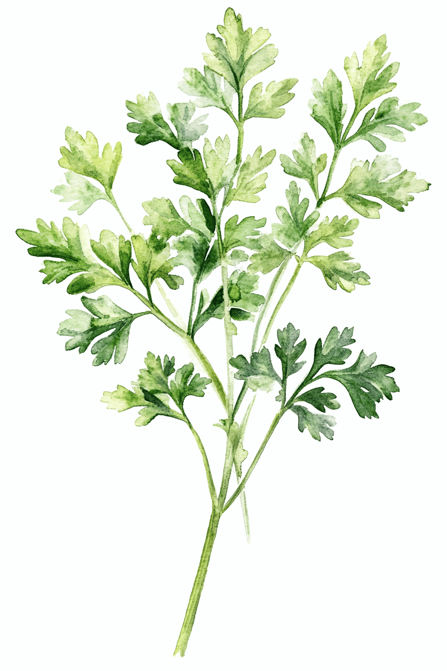 Illustration von frischem Petersilienzweig.