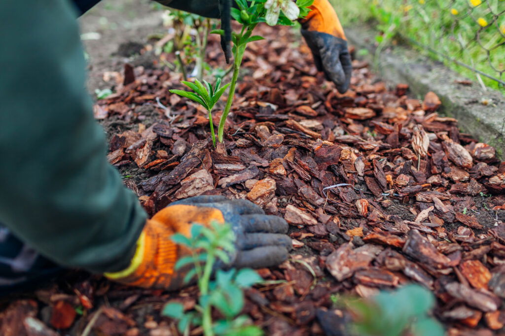 Gärtner pflanzt mit Rindenmulch im Garten