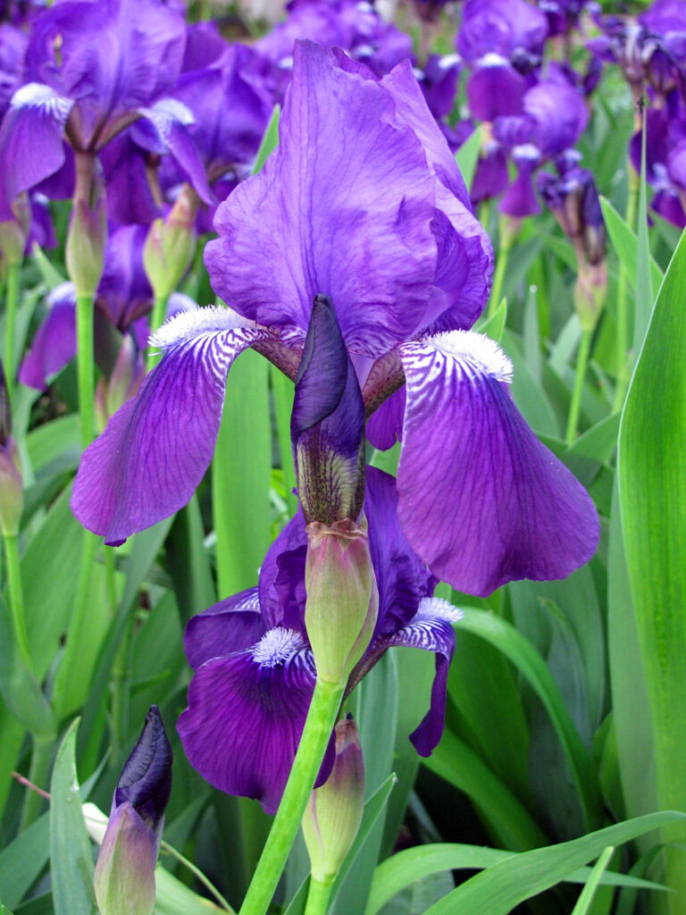 Blühende violette Iris im Garten.