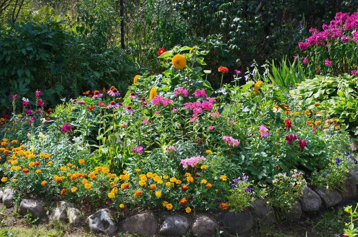 12 Pflanzen, die den ganzen Sommer und noch länger blühen