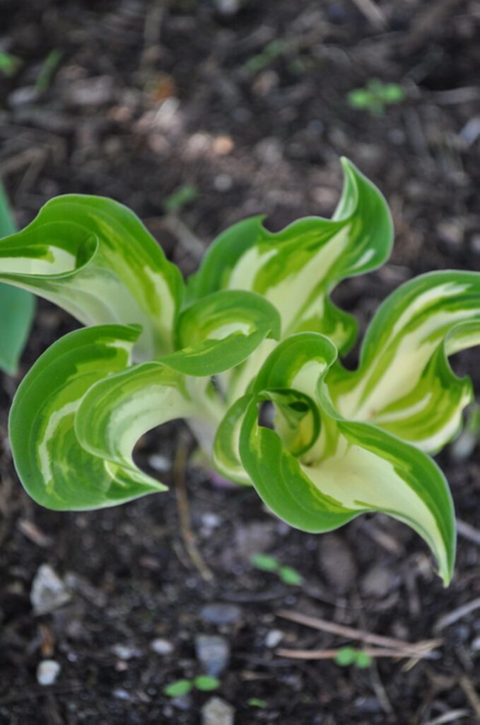 Bunte Blätter im Garten wachsen auf Erde
