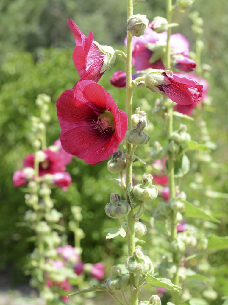 Rote Stockrosenblüten im Garten