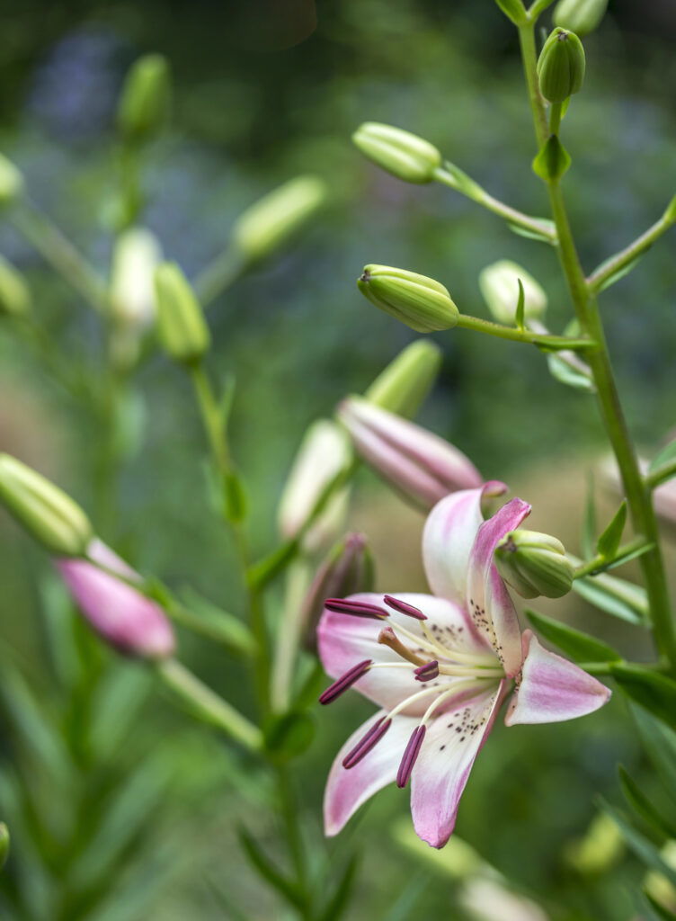 Nahaufnahme einer rosa Lilienblüte im Garten.